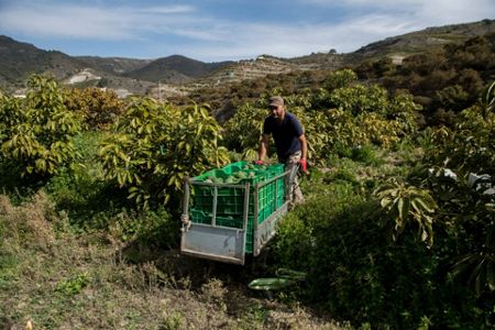 Spain's Failing Avocado Harvest Is a Warning for the Rest of the World's  Supply