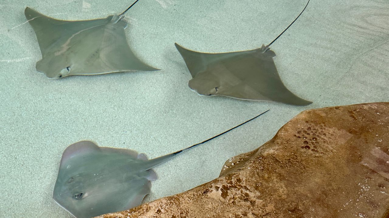 Cownose and Southern stingrays eat of out of guest hands at ZooTampa's Sting Ray Encounter. Photo by Virginia Johnson/Staff