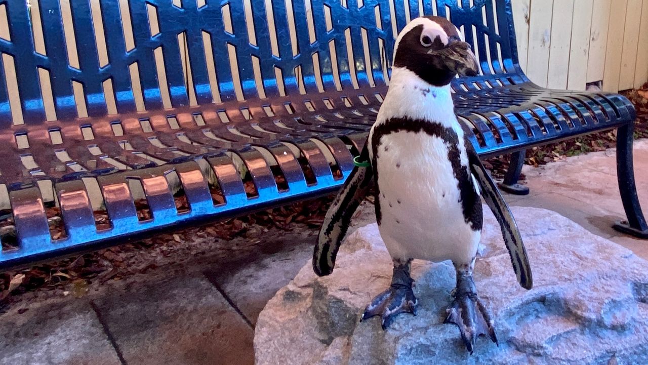Rocky the African penguin stands atop a rock by a visitor's bench in the animal encounter area. (Spectrum Bay News 9/Virginia Johnson)