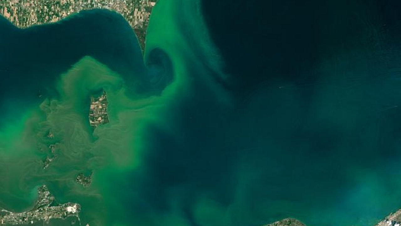 Lake Erie Harmful Algal Bloom. (NOAA)