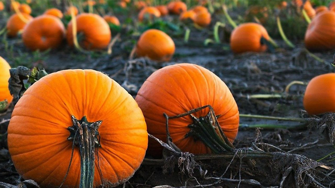 Your guide to pumpkin patches around Wisconsin