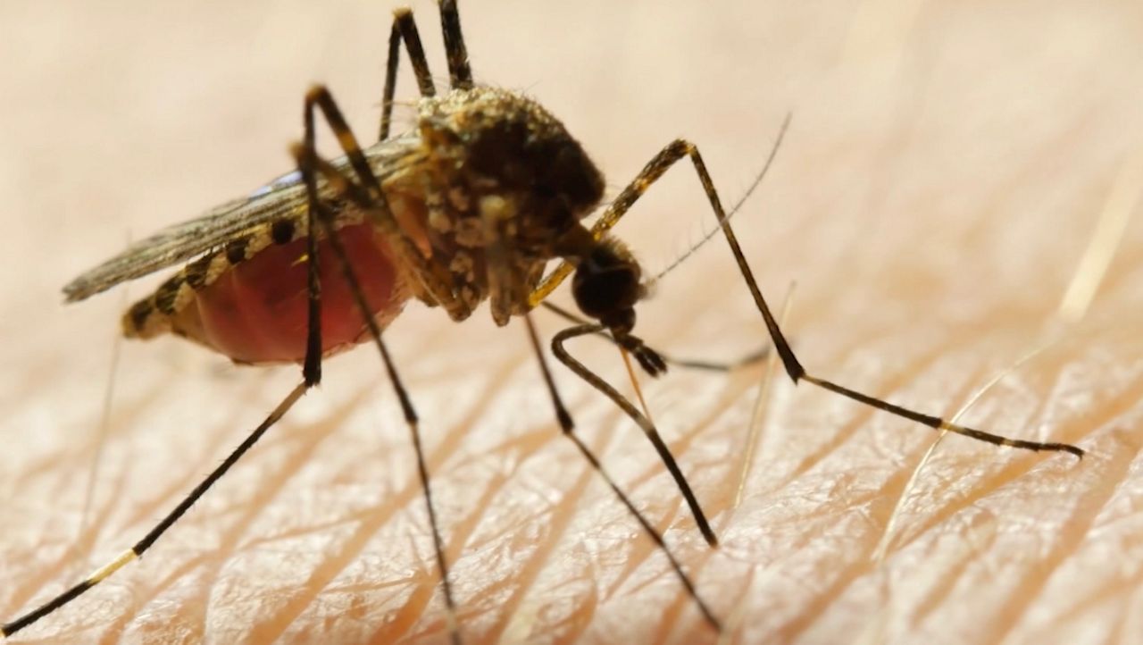 Rainy season brings mosquito concerns as Pinellas County officials urge prevention