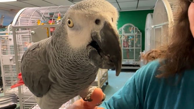 Earth Day Celebration in Spring Hill to feature parrot sanctuary and dozens of vendors