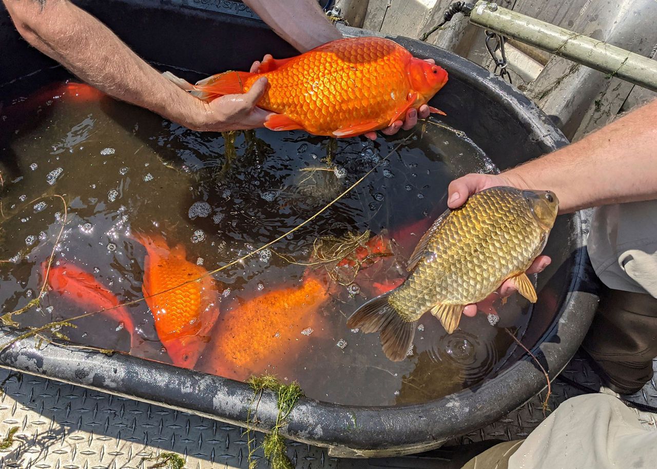 Unwanted pets Giant goldfish turn up in Minnesota waterways