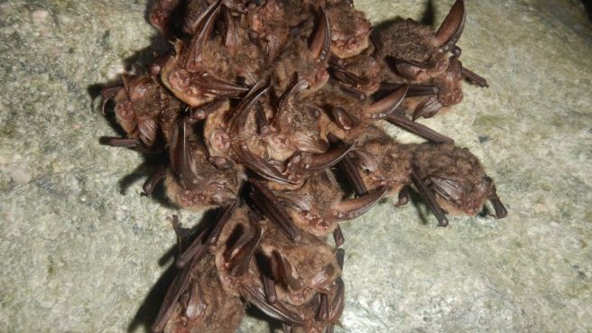 Conservation plan drafted for bat on the endangered list