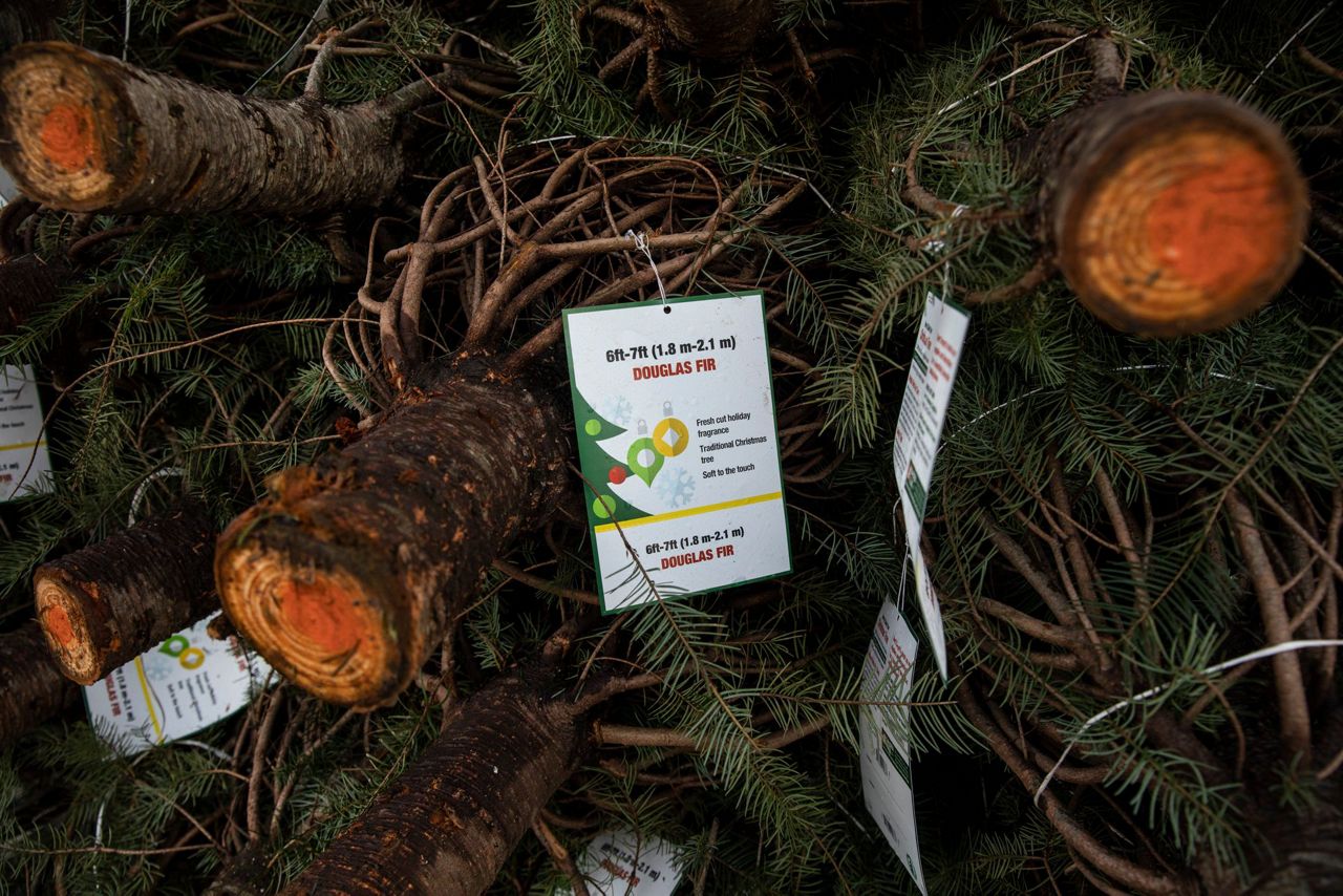 Many turn to real Christmas trees as bright spot amid virus