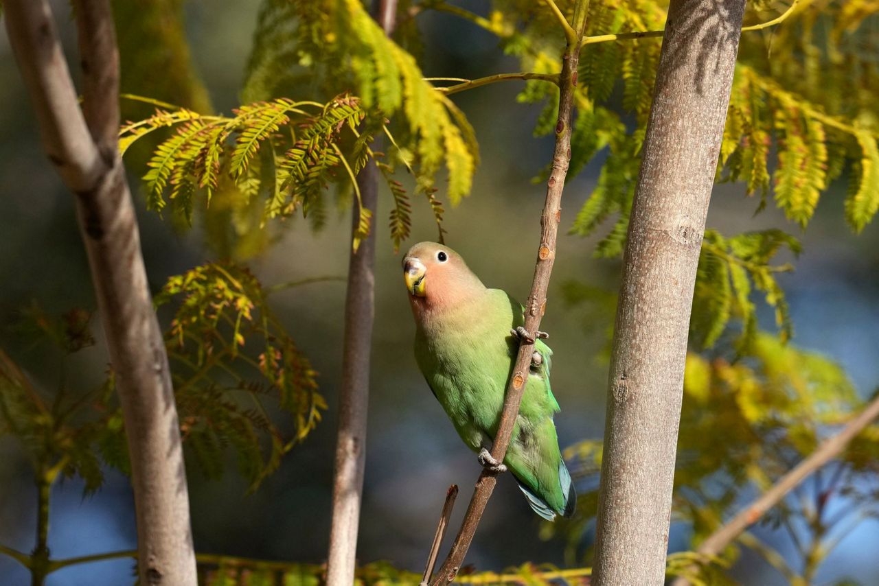 What we can learn from lovebirds, the rare birds that mate for life