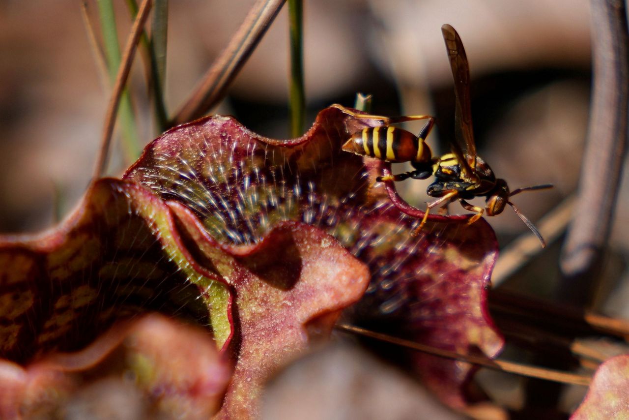 Insect-eating Venus flytraps thrive in the Carolinas as hikers peek ...
