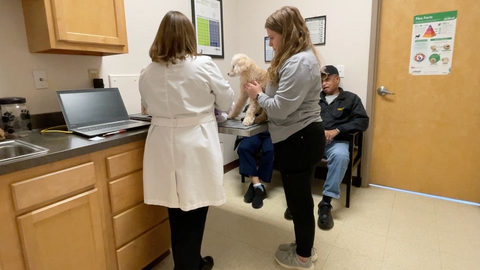 Examining the critical need for 24/7 animal care in New York