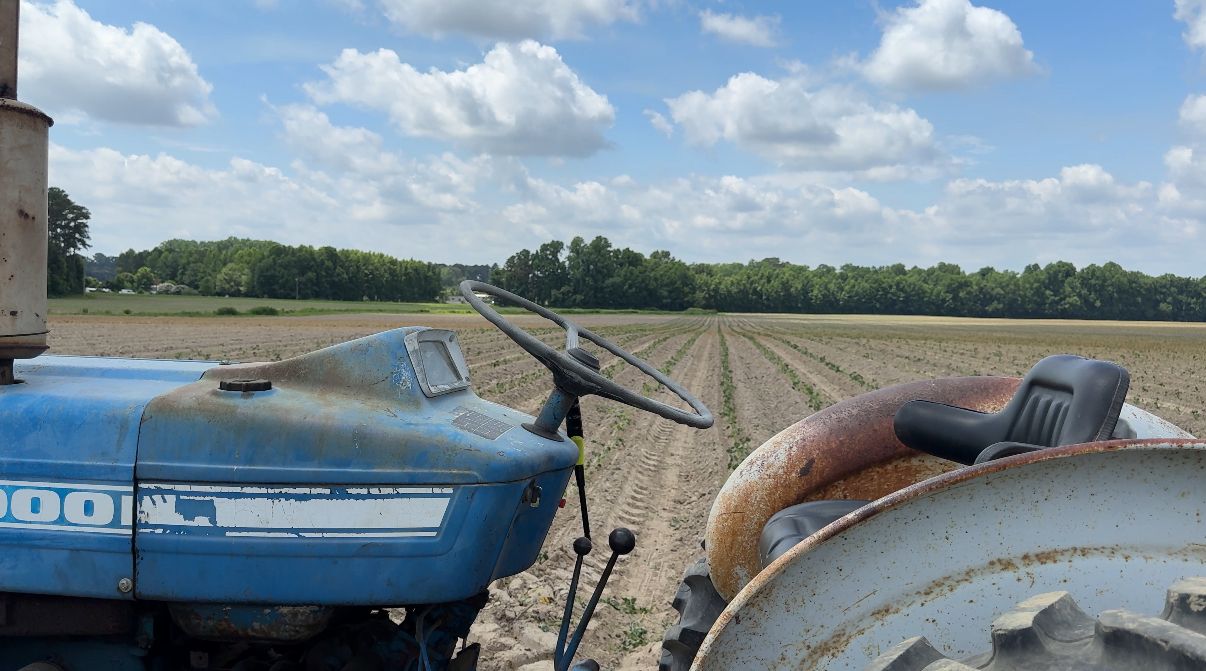 The Pitt Family Farm planting sweet potatoes (Spectrum News 1)