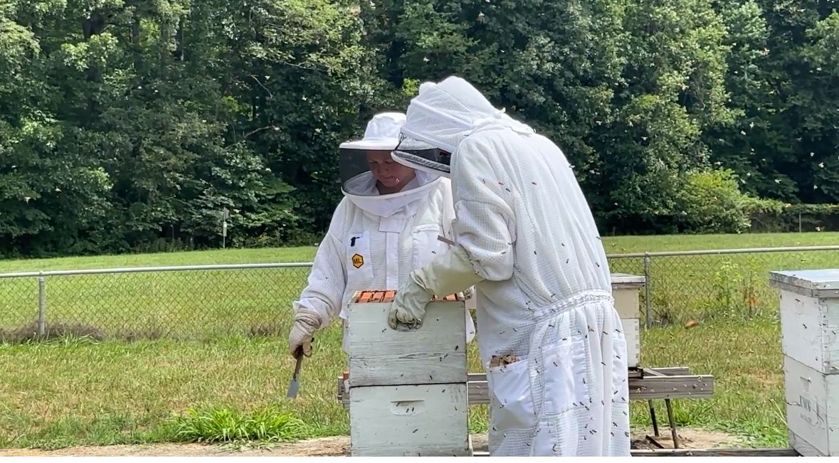 UNCG researchers work to protect bees from parasites
