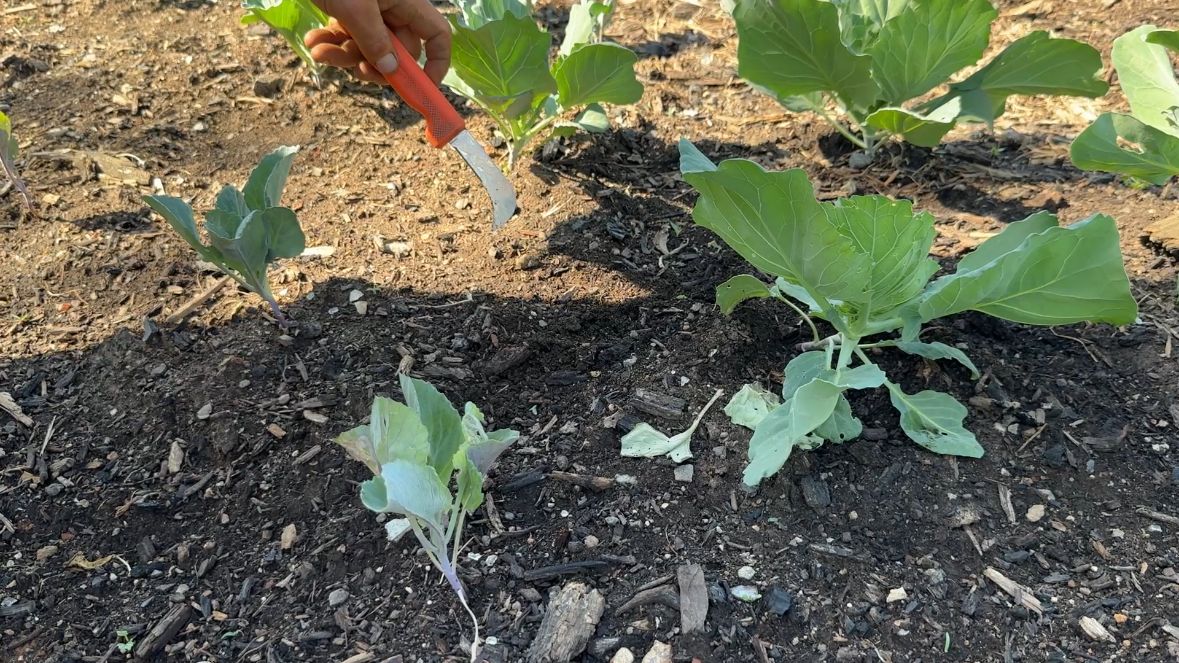 A North Carolina farmer is composting and using fertilizer while prices are high