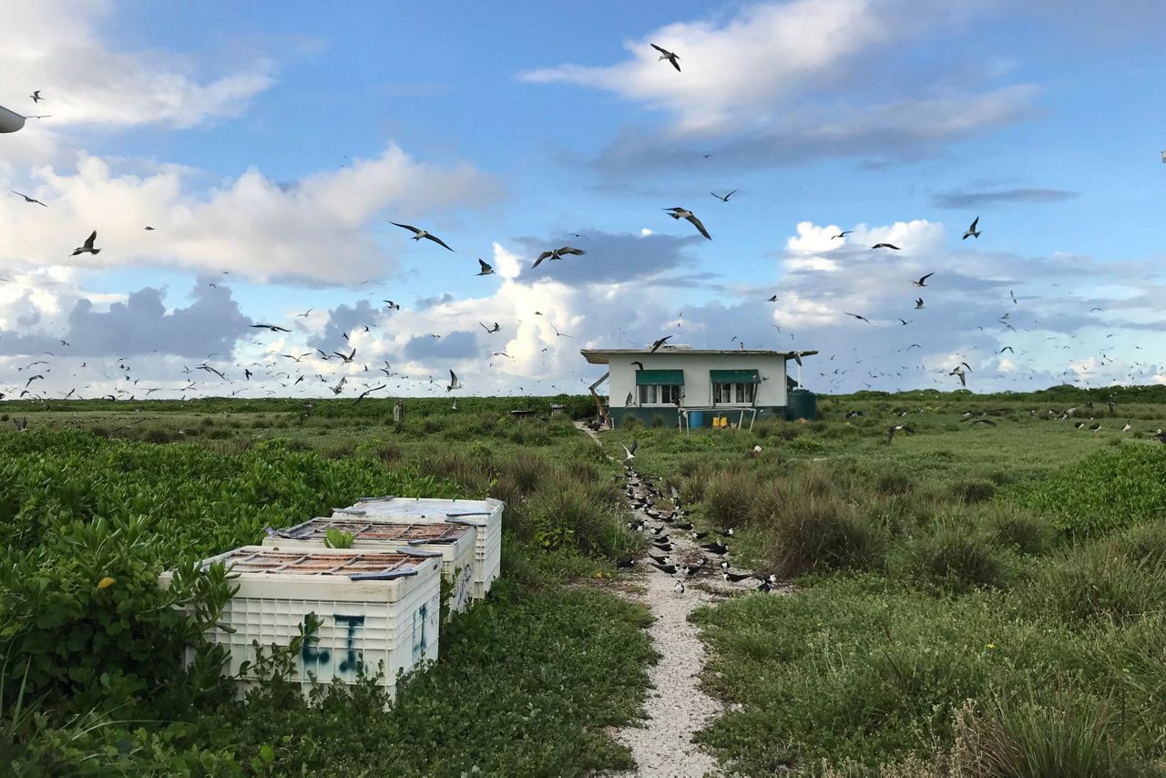 Crow island. Санномия остров закрытие.