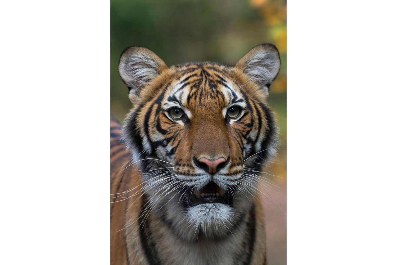 Tiger at NYC's Bronx Zoo tests positive for coronavirus