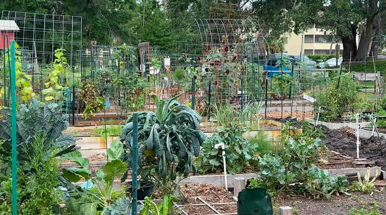 Vista Gardens, located in Carrollwood Village, promotes sustainability and organic fruits and vegetables in a roughly three-acre space.