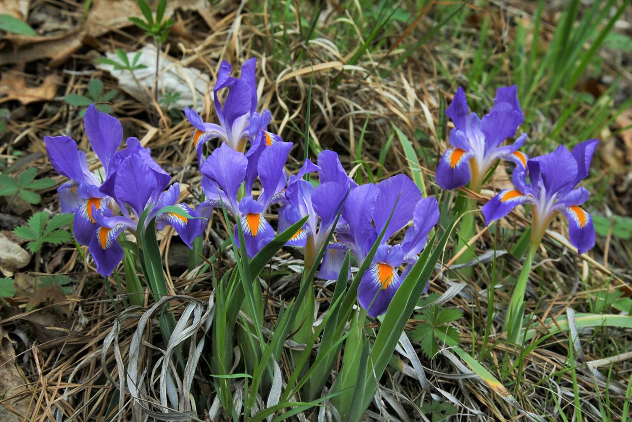 Exploring Ohio Wildflower Bloom Report