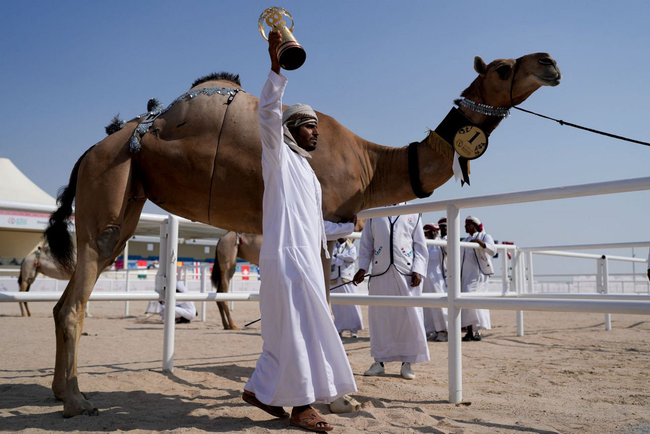 Camel pageant among attractions on World Cup sidelines