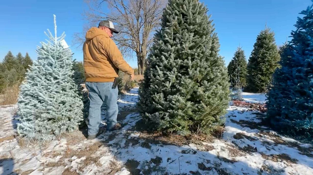 Christmas trees