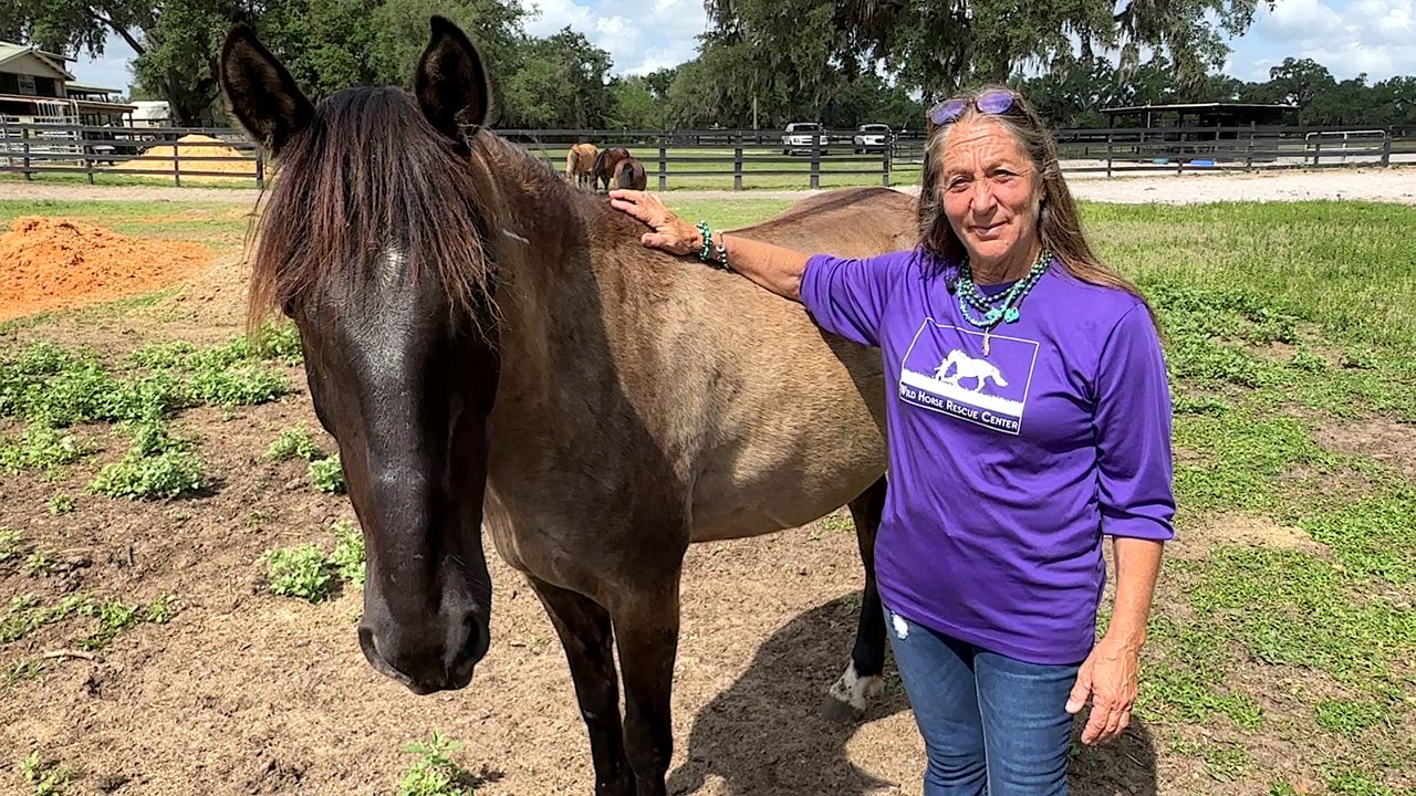 Giving a safe home to once wild horses