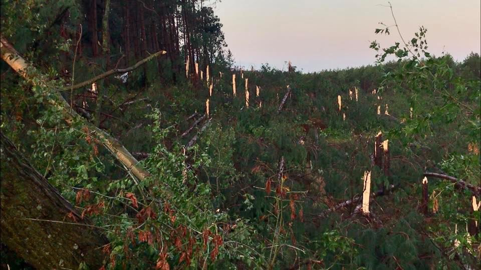 Trees blown down