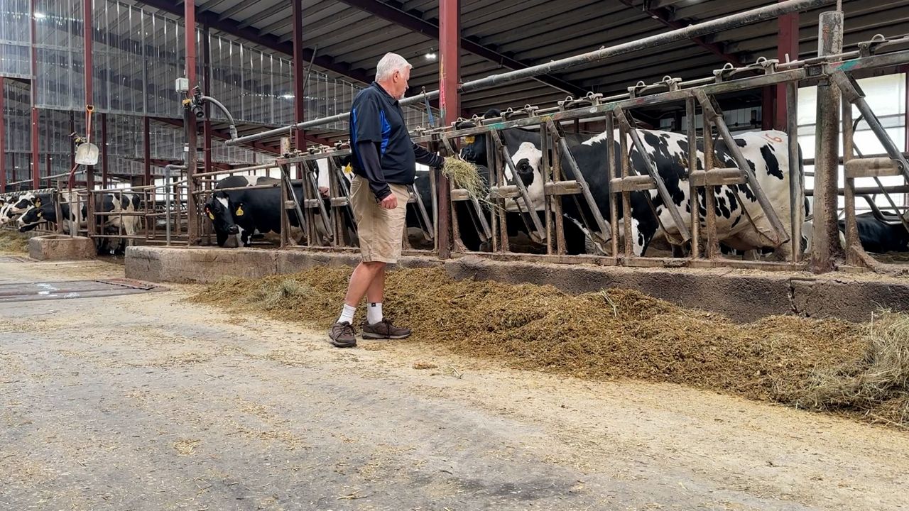 Cows have grazed at Wayside Dairy Farm in Greenleaf since 1863