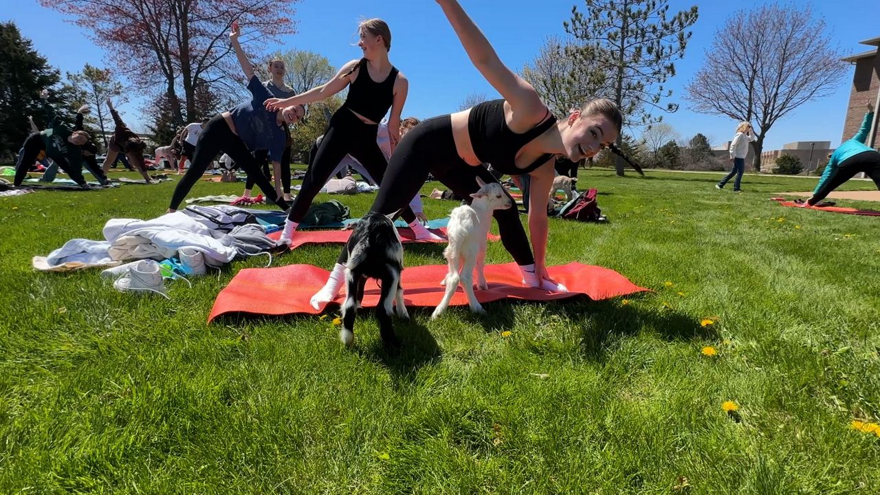 Students take in some sun and baby goats at UW Green Bay’s Goat Flow Yoga in Phoenix Park 