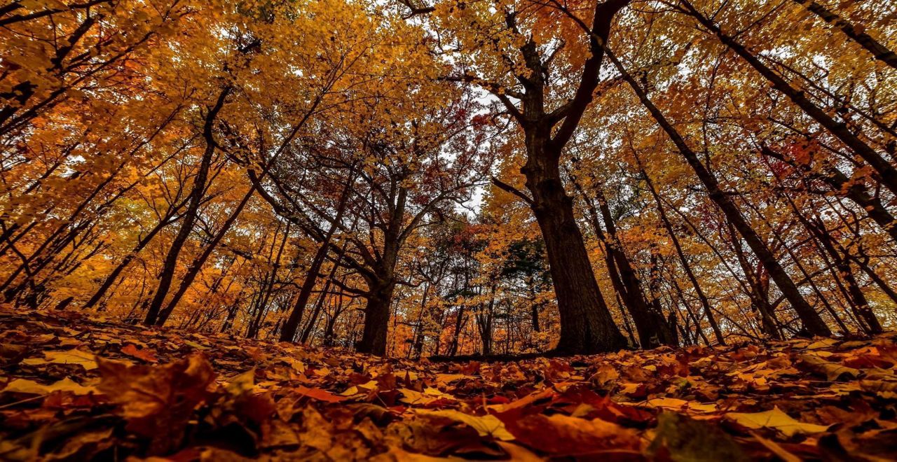 fall trail