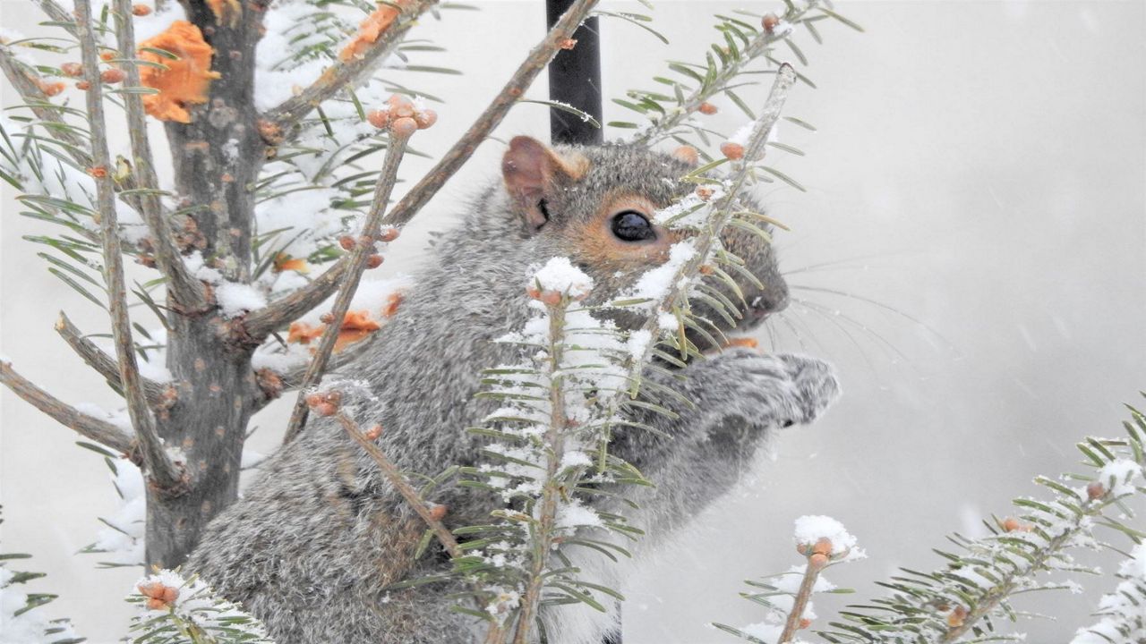 Snow squirrel