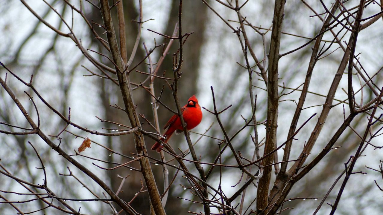 Cardinal on a tree (Gary Brown)