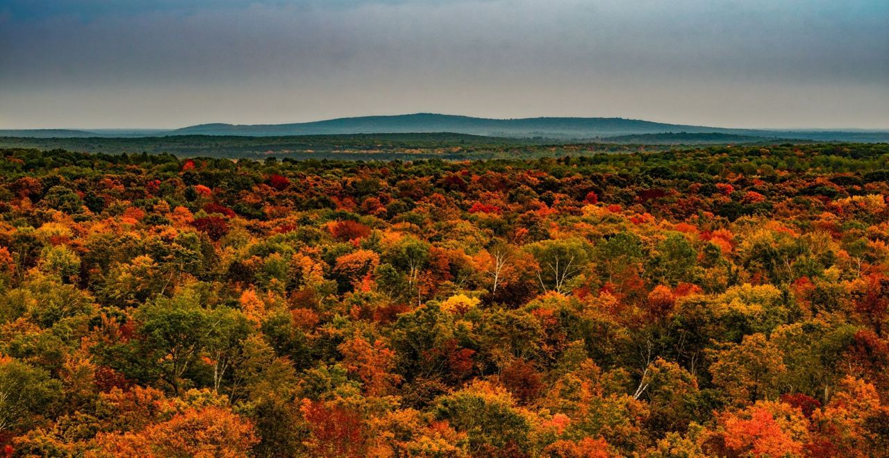 fall foliage with a mountain in the back