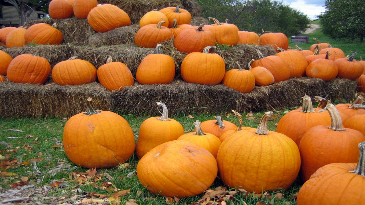 What gives pumpkins their orange coloring?