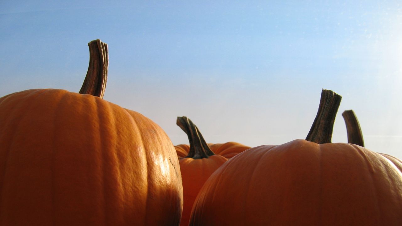 At the Statesville Pumpkin Festival, there will be vendors, classic cars, live entertainment and a kids zone.