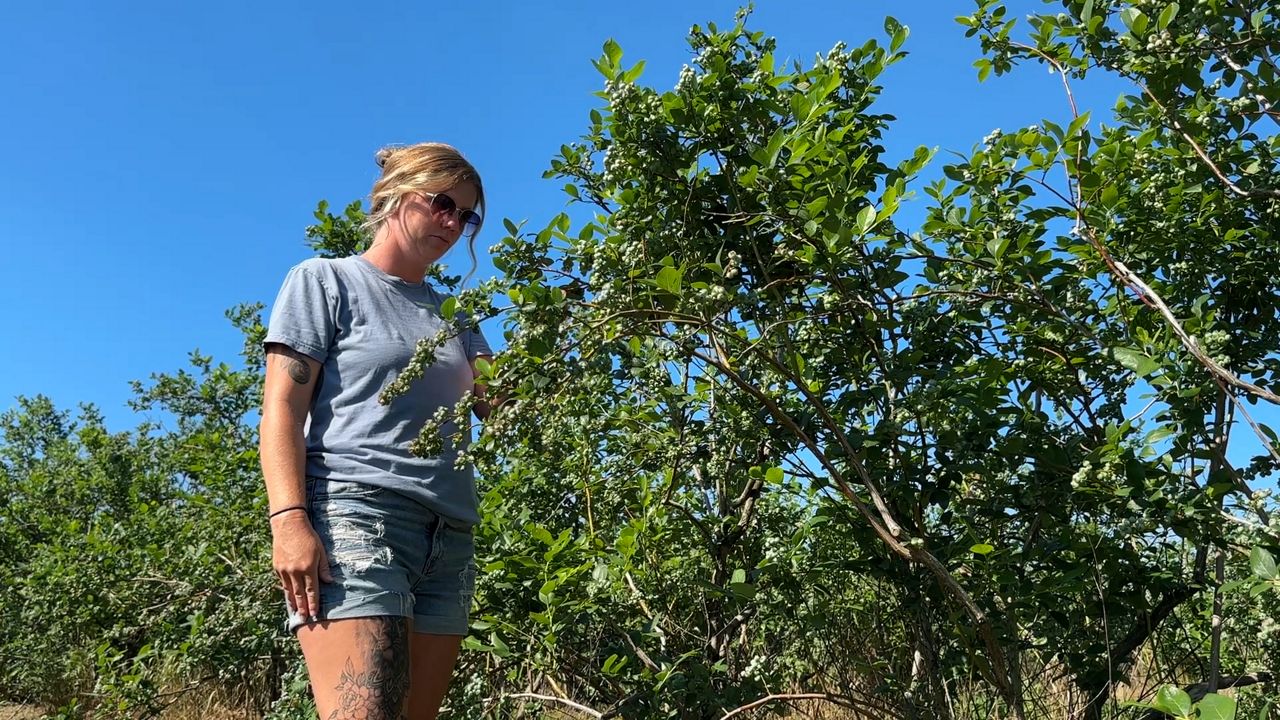 The farm has over 15,000 blueberry plants on 15 acres and five varieties: Dukes, Patriots, Blue Crop, Blu-ray, and Nelsons
