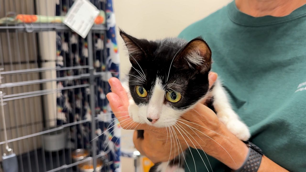Animal shelters care for Fox Valley pets displaced by tornado