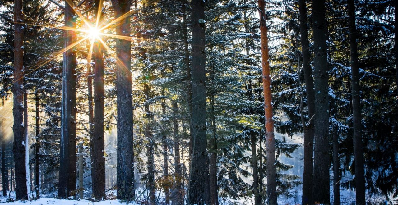 Snowy woods