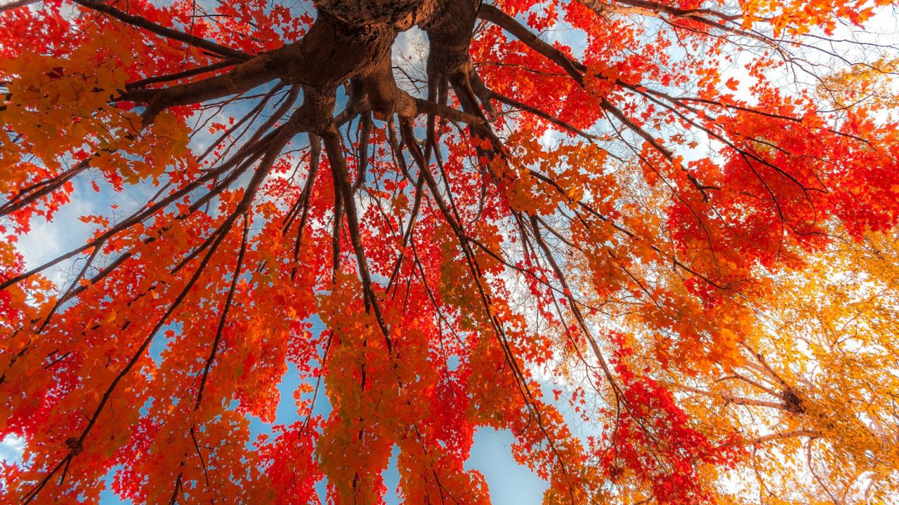 Average peak of fall foliage in Wisconsin