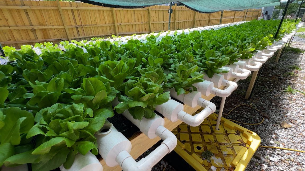 Hydroponic farming consists of growing plants with nutrient-rich water instead of soil.