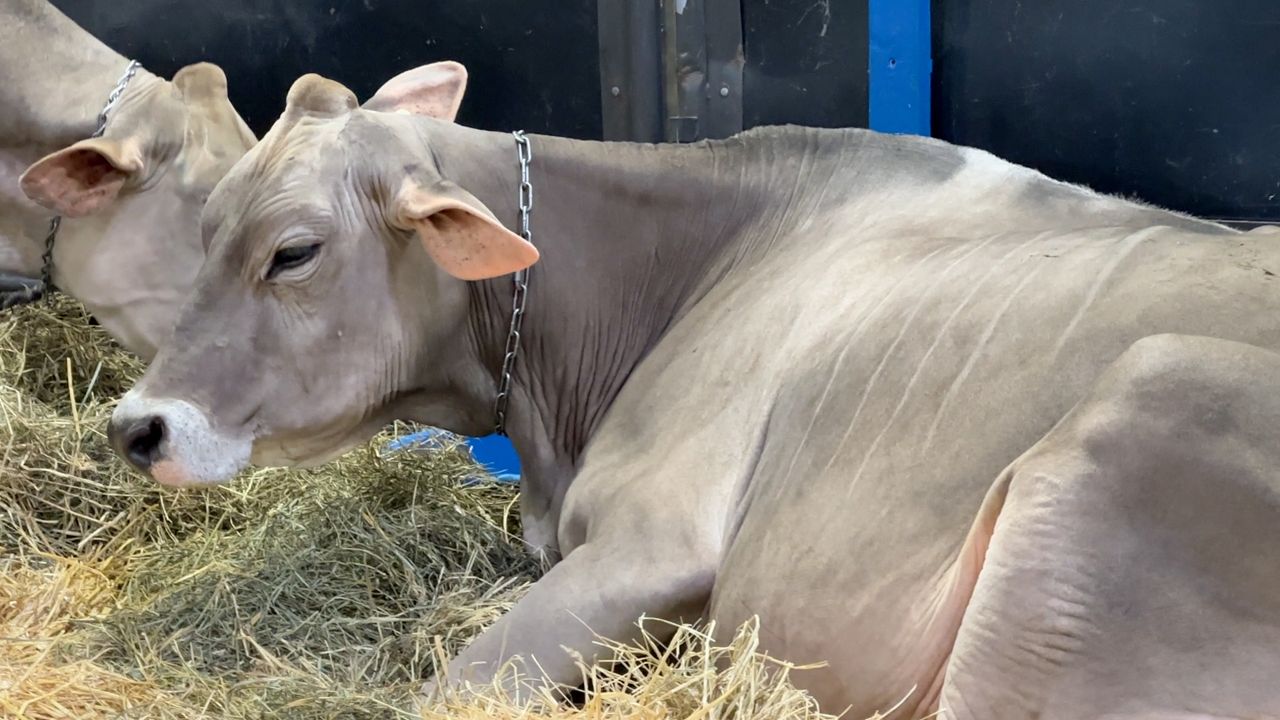 Dairy industry leaders met at the World Dairy Expo. (Spectrum News 1/Natalie Sopyla)