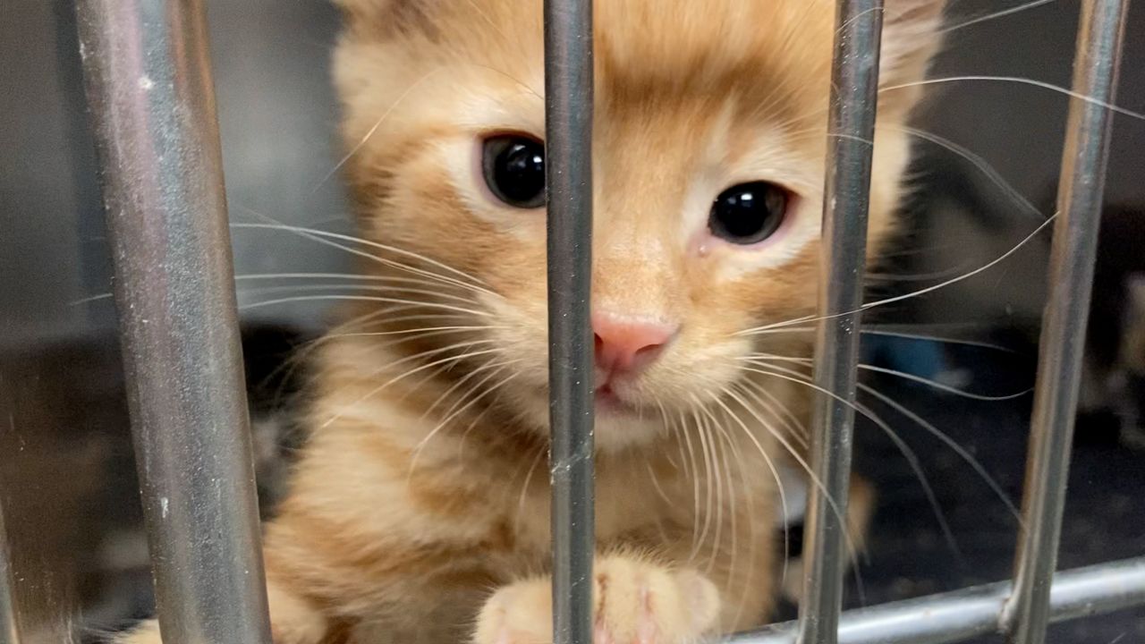 A kitten at an animal shelter. (Spectrum News 1/Devin Bates)