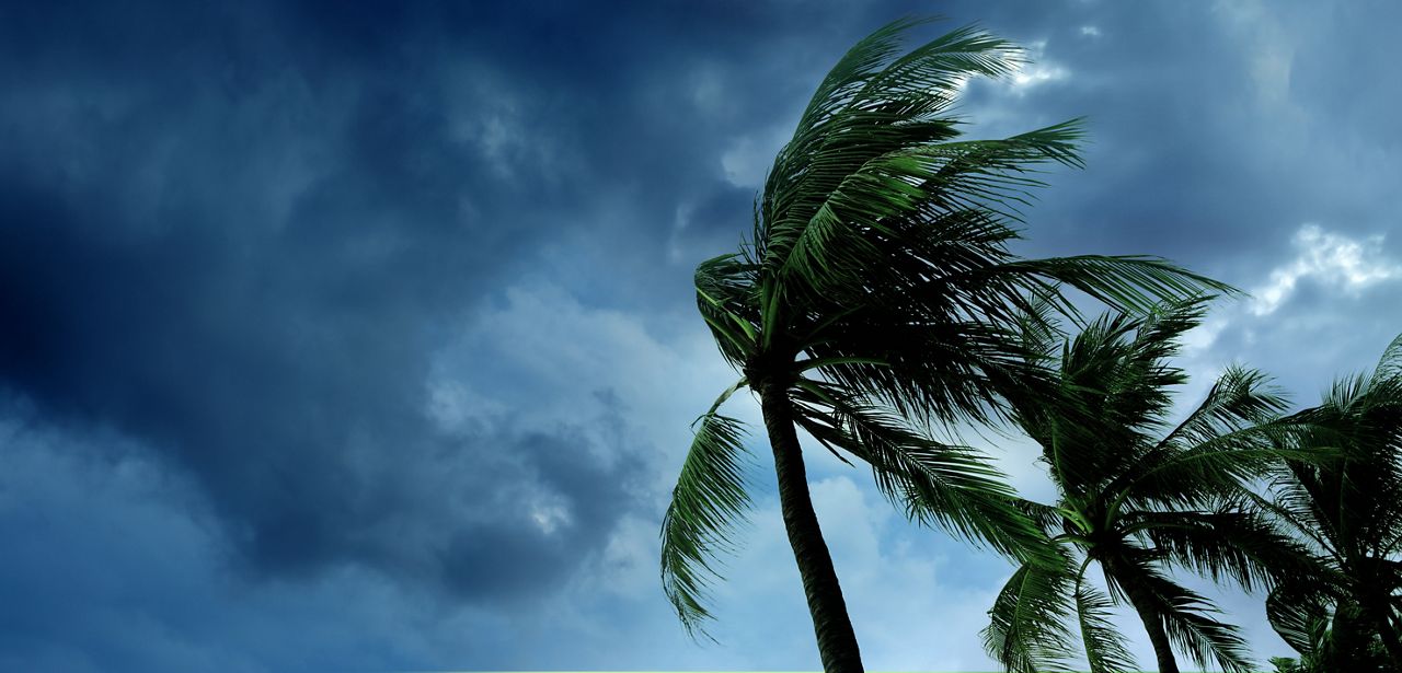 Stormy skies with palm trees