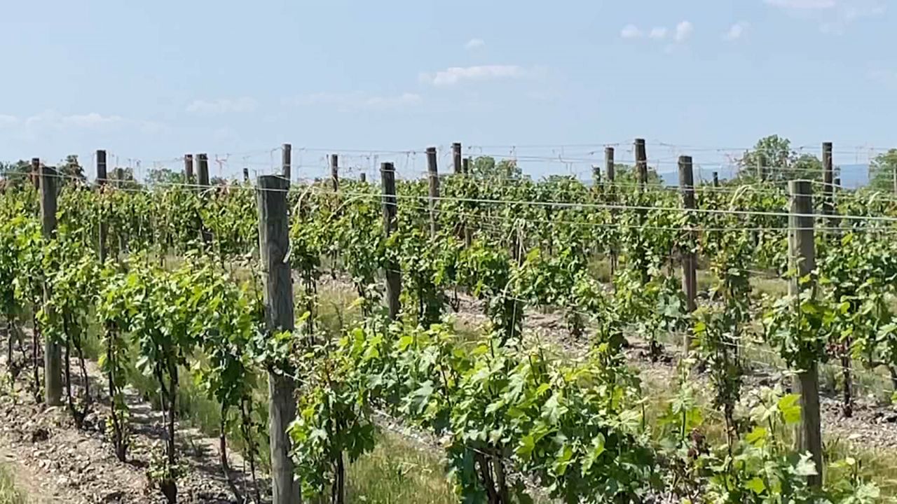 A Finger Lakes vineyard is recovering from a mid-May frost