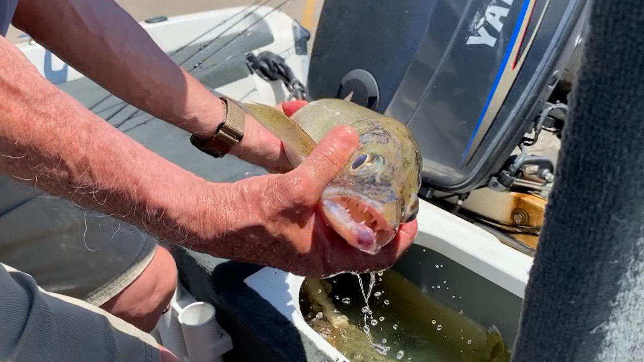 Walleye Population On The Decline Due To Warming Waters   WalleyeLivewell