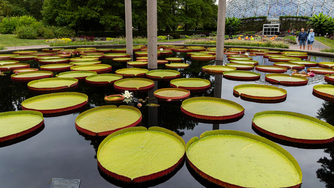 The Missouri Botanical Garden has many water lilies. Its largest water lily measured five feet across and held more than 142 pounds. (Photo by Nathan Kwarta)