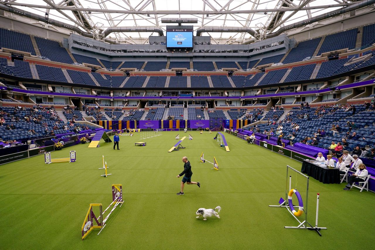 Dog Show 101: What to know about the 150th Westminster show