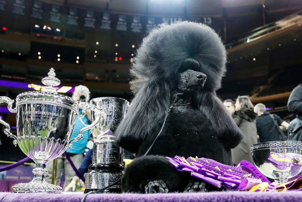 Westminster dog show to return to NYC in January 2022