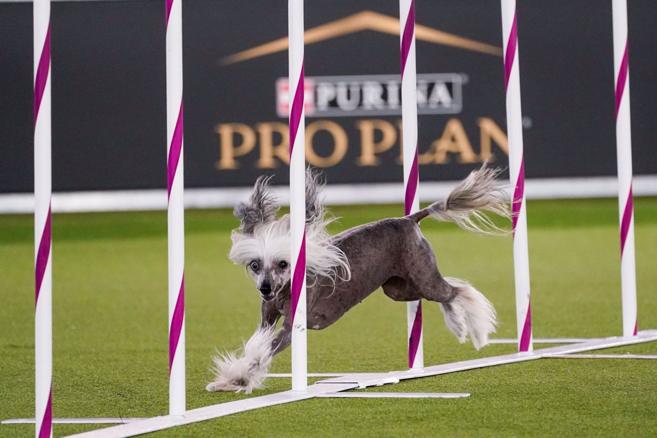 For dogs, Westminster show's move is a breath of fresh air