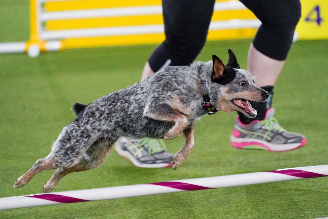 For dogs, Westminster show's move is a breath of fresh air