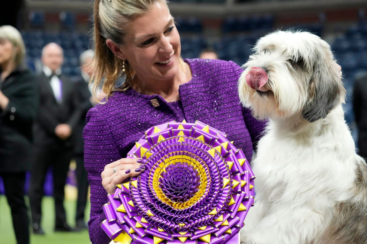 Peke, Frenchie, Aussie and, yes, PBGV make dog show finals