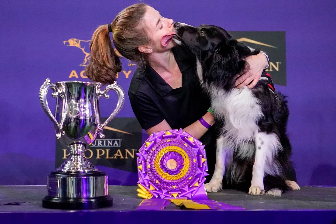 For dogs, Westminster show's move is a breath of fresh air