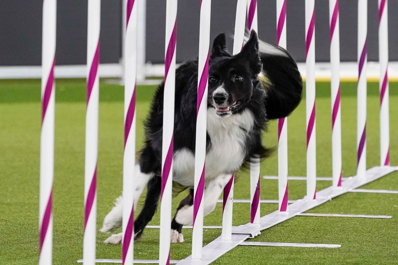 For dogs, Westminster show's move is a breath of fresh air